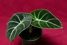 Load image into Gallery viewer, **BLACK VELVET** COMPACT ELEPHANT EAR **Alocasia Reginula** Rooted Starter Plants
