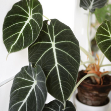 Load image into Gallery viewer, **BLACK VELVET** COMPACT ELEPHANT EAR **Alocasia Reginula** Rooted Starter Plants
