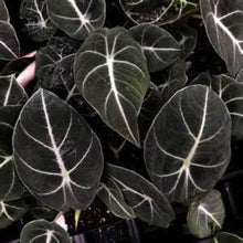 Load image into Gallery viewer, **BLACK VELVET** COMPACT ELEPHANT EAR **Alocasia Reginula** Rooted Starter Plants
