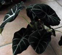 Load image into Gallery viewer, **BLACK VELVET** COMPACT ELEPHANT EAR **Alocasia Reginula** Rooted Starter Plants
