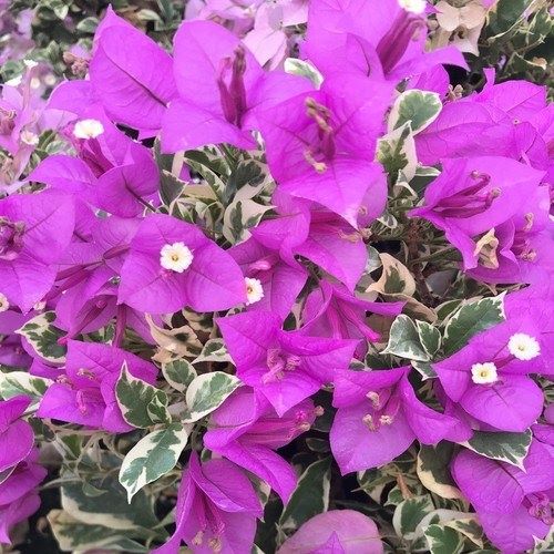 BLUEBERRY ICE** Live Variegated Bougainvillea Well Rooted Starter Plant