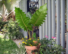 Load image into Gallery viewer, **BOA* *Elephant Ear* *Alocasia* *Rooted Starter Plants*
