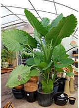 Load image into Gallery viewer, **BOA* *Elephant Ear* *Alocasia* *Rooted Starter Plants*
