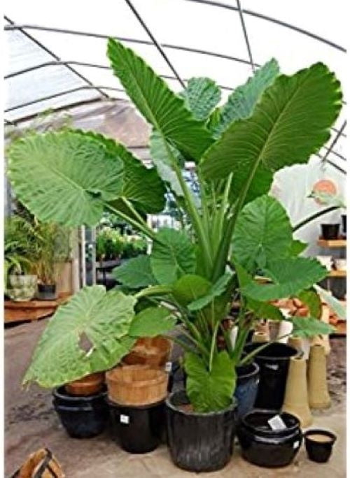 **BOA* *Elephant Ear* *Alocasia* *Rooted Starter Plants*