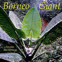 Load image into Gallery viewer, *BORNEO GIANT* Huge ELEPHANT EAR Taro Alocasia Macrorrhiza Rooted Starter Plants
