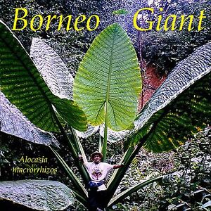 alocasia plant borneo giant elephant ear BORNEO GIANT* Huge ELEPHANT EAR Taro Alocasia Macrorrhiza Rooted Star – Hope's Flower Garden
