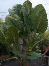 Load image into Gallery viewer, *BORNEO GIANT* Huge ELEPHANT EAR Taro Alocasia Macrorrhiza Rooted Starter Plants
