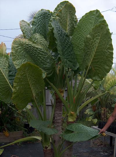 borneo giant alocasia macrorrhiza tropical elephant ear plant bulbs BORNEO GIANT* Huge ELEPHANT EAR Taro Alocasia Macrorrhiza Rooted Star –  Hope's Flower Garden