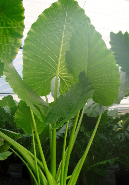 borneo giant alocasia macrorrhiza tropical elephant ear plant bulbs BORNEO GIANT* Huge ELEPHANT EAR Taro Alocasia Macrorrhiza Rooted Star –  Hope's Flower Garden