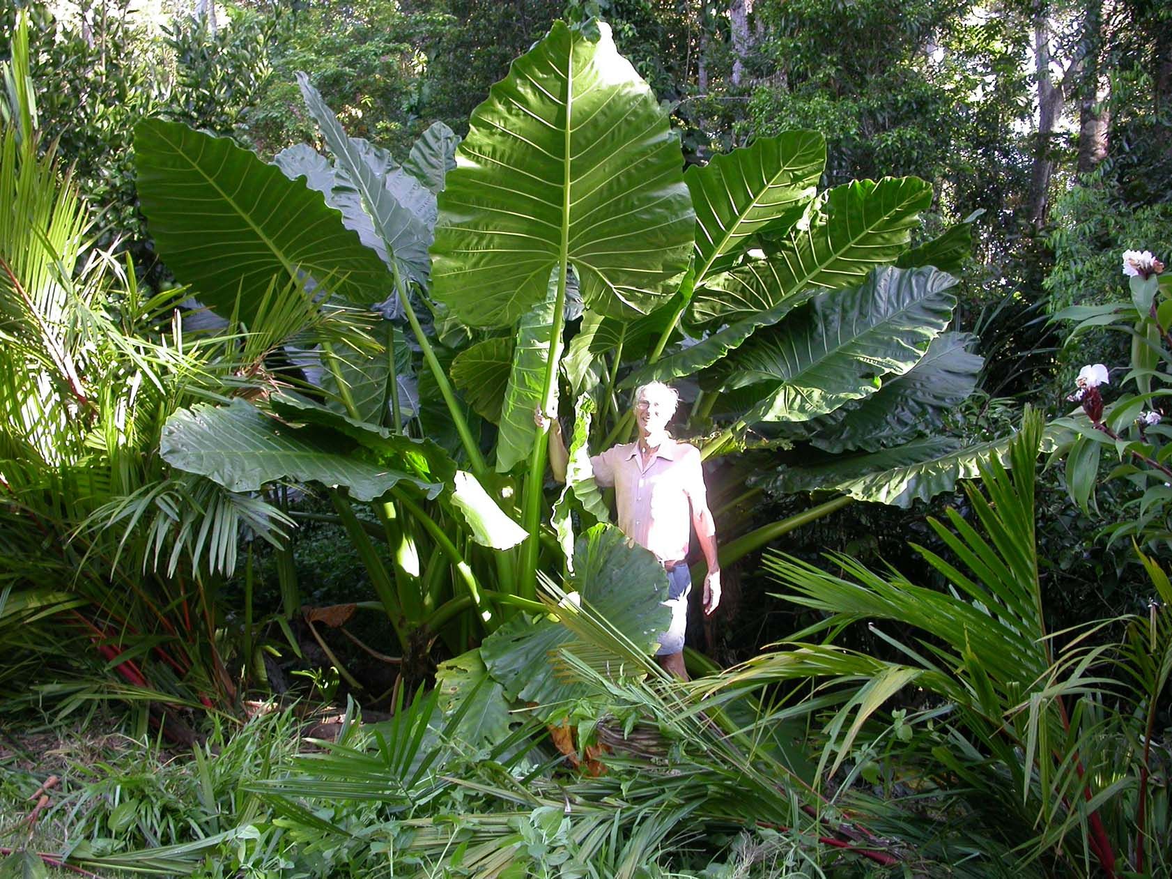 giant elephant ears plant *BORNEO GIANT* Huge ELEPHANT EAR Taro Alocasia Macrorrhiza Rooted Starter  Plants
