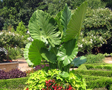 Load image into Gallery viewer, ***CALIDORA*** Elephant Ear*** Alocasia*** Well Rooted Starter Plant**COLD HARDY**GETS HUGE!
