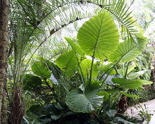 Load image into Gallery viewer, ***CALIDORA*** Elephant Ear*** Alocasia*** Well Rooted Starter Plant**COLD HARDY**GETS HUGE!
