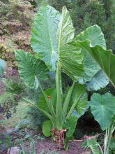 Load image into Gallery viewer, ***CALIDORA*** Elephant Ear*** Alocasia*** Well Rooted Starter Plant**COLD HARDY**GETS HUGE!
