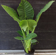 Load image into Gallery viewer, ***CALIDORA*** Elephant Ear*** Alocasia*** Well Rooted Starter Plant**COLD HARDY**GETS HUGE!
