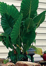 Load image into Gallery viewer, ***CALIDORA*** Elephant Ear*** Alocasia*** Well Rooted Starter Plant**COLD HARDY**GETS HUGE!
