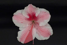 Load image into Gallery viewer, ~CAVENDISH ~~Azalea Rhododendron Starter Plant~~MULTI COLOR PEACHY/PINK BLOOMS
