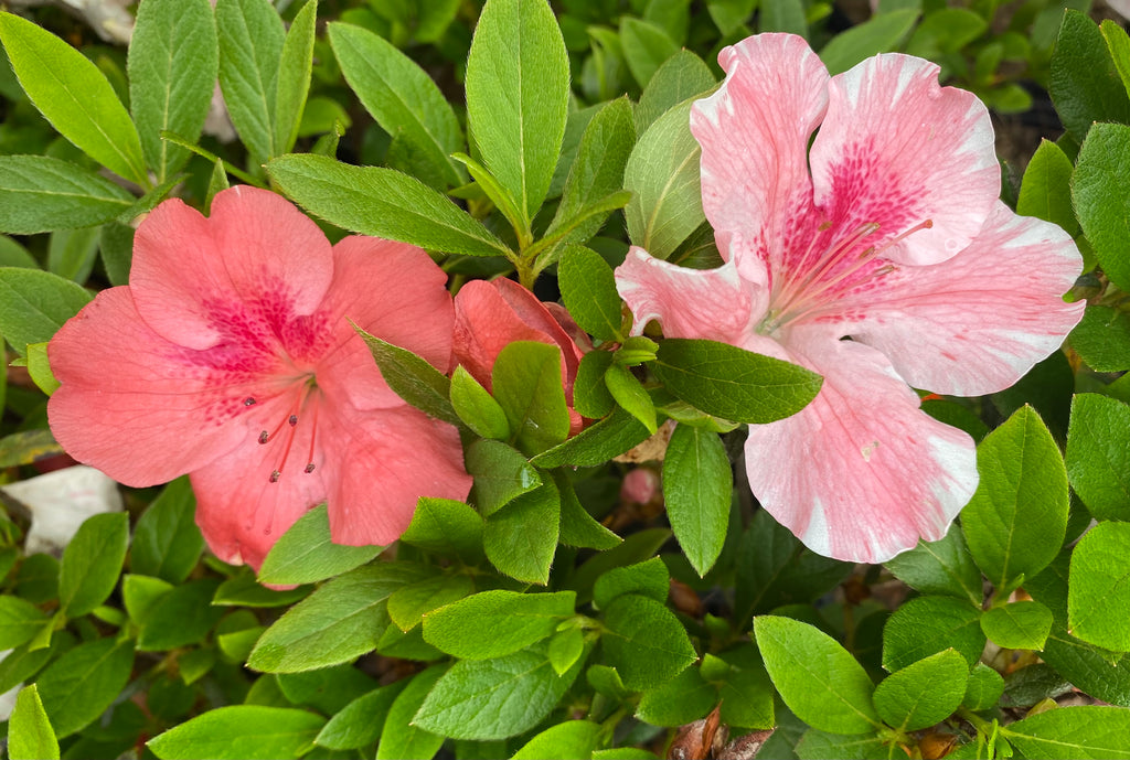 ~CAVENDISH ~~Azalea Rhododendron Starter Plant~~MULTI COLOR PEACHY/PINK BLOOMS