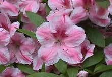 Load image into Gallery viewer, ~CAVENDISH ~~Azalea Rhododendron Starter Plant~~MULTI COLOR PEACHY/PINK BLOOMS
