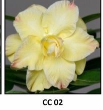 Load image into Gallery viewer, ~~CC-02~~Grafted Adenium Obesum Desert Rose Plant
