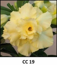 Load image into Gallery viewer, ~~CC-19~~Grafted Adenium Obesum Desert Rose Plant
