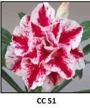 Load image into Gallery viewer, ~~CC-51~~Grafted Adenium Obesum Desert Rose Plant
