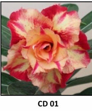 Load image into Gallery viewer, ~~CD-01~~Grafted Adenium Obesum Desert Rose Plant
