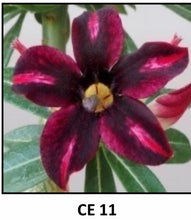 Load image into Gallery viewer, ~~CE-11~~Grafted Adenium Obesum Desert Rose Plant
