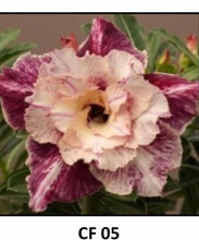 Load image into Gallery viewer, ~~CF-05~~Grafted Adenium Obesum Desert Rose Plant
