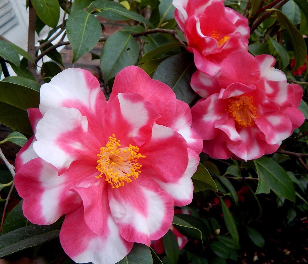 CHARLEAN VARIEGATED**** Bicolor Bloom Camellia Japonica-Live Rooted Starter Plant