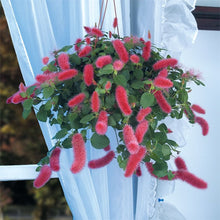 Load image into Gallery viewer, **SUMMER LOVE** Acalypha Pendula CHENILLE Plant**AKA FIRE TAIL OR CAT TAIL**
