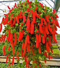 Load image into Gallery viewer, **SUMMER LOVE** Acalypha Pendula CHENILLE Plant**AKA FIRE TAIL OR CAT TAIL**
