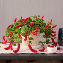 Load image into Gallery viewer, **SUMMER LOVE** Acalypha Pendula CHENILLE Plant**AKA FIRE TAIL OR CAT TAIL**
