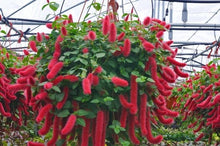 Load image into Gallery viewer, **SUMMER LOVE** Acalypha Pendula CHENILLE Plant**AKA FIRE TAIL OR CAT TAIL**
