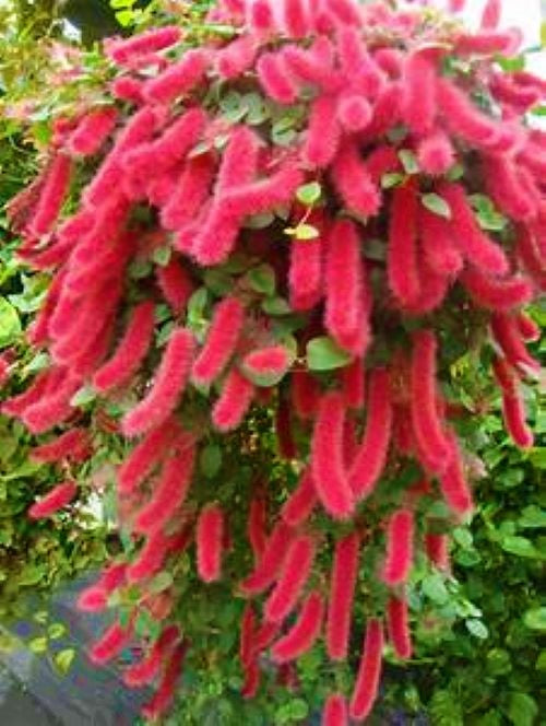 **SUMMER LOVE** Acalypha Pendula CHENILLE Plant**AKA FIRE TAIL OR CAT TAIL**