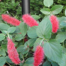 Load image into Gallery viewer, **SUMMER LOVE** Acalypha Pendula CHENILLE Plant**AKA FIRE TAIL OR CAT TAIL**
