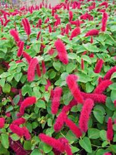 Load image into Gallery viewer, **SUMMER LOVE** Acalypha Pendula CHENILLE Plant**AKA FIRE TAIL OR CAT TAIL**
