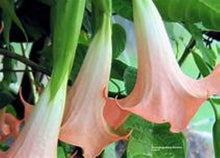 Load image into Gallery viewer, *DWARF CHERUB** Brugmansia Angels Trumpet Plant** Peachy/Pink Fragrant Flower
