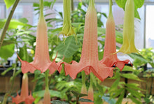 Load image into Gallery viewer, *DWARF CHERUB** Brugmansia Angels Trumpet Plant** Peachy/Pink Fragrant Flower
