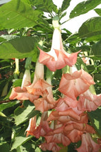 Load image into Gallery viewer, *DWARF CHERUB** Brugmansia Angels Trumpet Plant** Peachy/Pink Fragrant Flower
