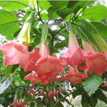 Load image into Gallery viewer, *DWARF CHERUB** Brugmansia Angels Trumpet Plant** Peachy/Pink Fragrant Flower
