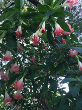 Load image into Gallery viewer, *DWARF CHERUB** Brugmansia Angels Trumpet Plant** Peachy/Pink Fragrant Flower
