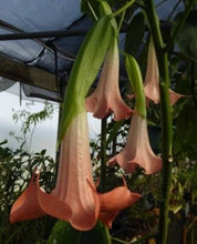 Load image into Gallery viewer, *DWARF CHERUB** Brugmansia Angels Trumpet Plant** Peachy/Pink Fragrant Flower
