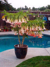 Load image into Gallery viewer, *DWARF CHERUB** Brugmansia Angels Trumpet Plant** Peachy/Pink Fragrant Flower
