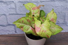 Load image into Gallery viewer, **CONFETTI SYNGONIUM* *Starter Plant* *AKA Arrowhead Plant* *Pink Splashed Leaves!!
