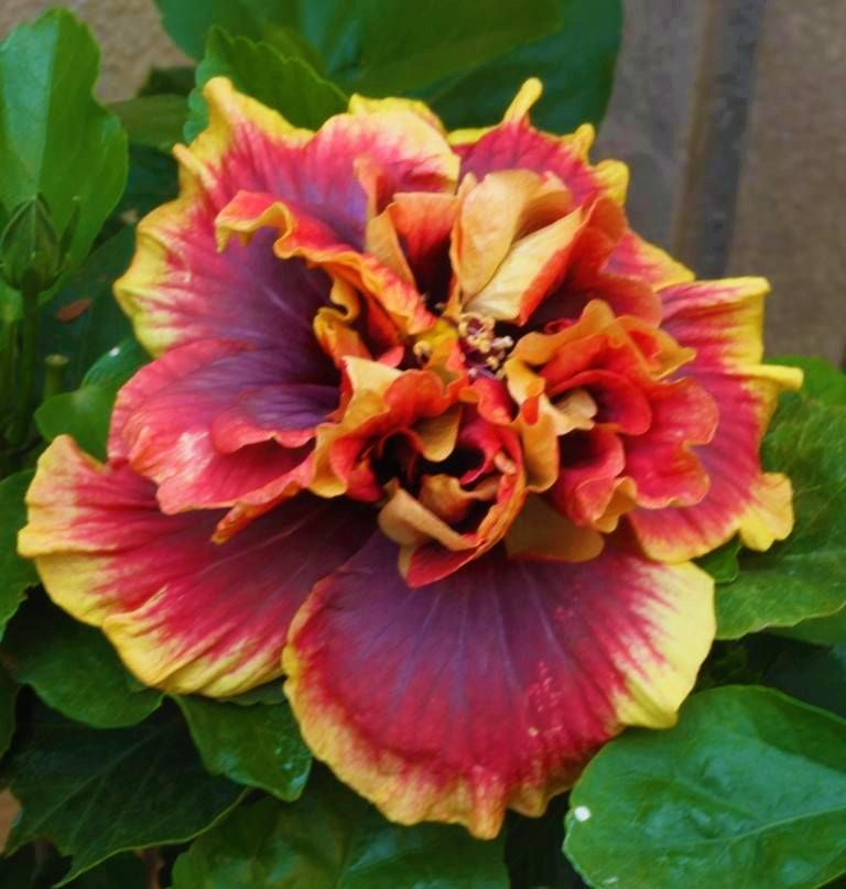 ***CROWN JELLYFISH*** Rooted Exotic Tropical Hibiscus Plant***AKA Fancy Hibiscus