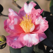 Load image into Gallery viewer, CHARLEAN VARIEGATED**** Bicolor Bloom Camellia Japonica-Live Rooted Starter Plant
