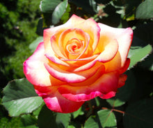 Load image into Gallery viewer, ~~CHICAGO PEACE~~Fully Grown Blooming Size Rose Bush Plant~~VERY RARE~~HTF~~
