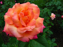 Load image into Gallery viewer, ~~CHICAGO PEACE~~Fully Grown Blooming Size Rose Bush Plant~~VERY RARE~~HTF~~
