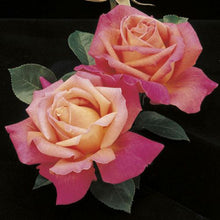 Load image into Gallery viewer, ~~CHICAGO PEACE~~Fully Grown Blooming Size Rose Bush Plant~~VERY RARE~~HTF~~
