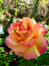 Load image into Gallery viewer, ~~CHICAGO PEACE~~Fully Grown Blooming Size Rose Bush Plant~~VERY RARE~~HTF~~
